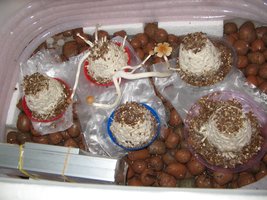 filhos (1).jpg