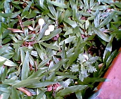 Cogumelo na grama (1).jpg