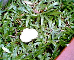 cocu001.jpg
