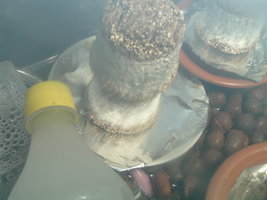 DSCF1215.JPG