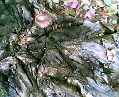 Photo003.jpg