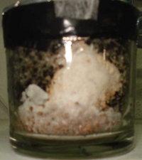 contaminação micelio p clone 2.jpg