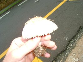 DSC00640.JPG