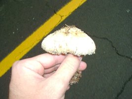 DSC00641.JPG