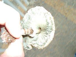 DSC00642.JPG