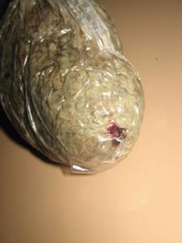 alien (2).jpg