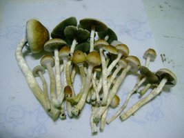 DSC00690.JPG