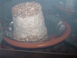 DSCF1220.jpg
