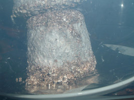 DSCF1224.jpg