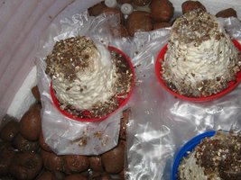 fotos (2).jpg