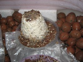 fotos (5).jpg