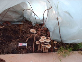 HPIM0919.jpg