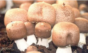 Agaricus_Blazei_Murril.jpg