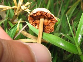cogus (4).jpg