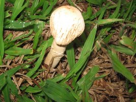 cogus (9).jpg