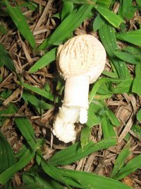 cogus (10).jpg