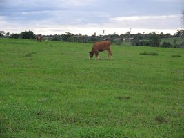 campo (2).jpg