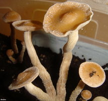 psilocybe-zapotecorum 004.JPG