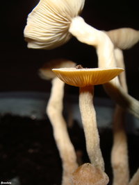 psilocybe-zapotecorum 006.JPG