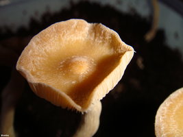psilocybe-zapotecorum 008.JPG