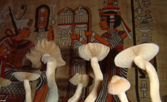 psilocybe-zapotecorum 009.JPG