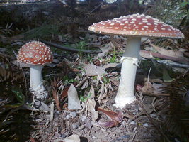 Foto0114.jpg