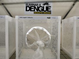 dengue.jpg