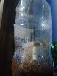 DSC00248.jpg