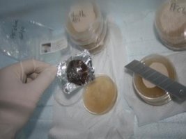 _agar007_640x480.jpg