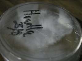 _agar013_640x480.jpg
