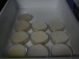 _agar004_640x480.jpg