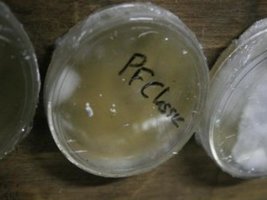 _agar015_640x480.jpg