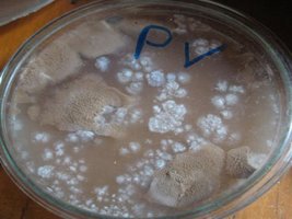 _contaminant03Al_Cabar_640x480.jpg