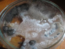 _contaminant04Al_Cabar_640x480.jpg