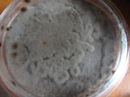 _contaminant05Al_Cabar_640x480.jpg