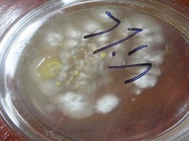 _contaminant08Al_Cabar_640x480.jpg