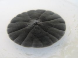 _contaminant11Al_Cabar_640x480.jpg