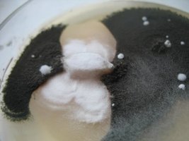_contaminant12Al_Cabar_640x480.jpg