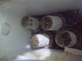 DSCN0742.JPG