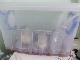 DSCN0748.JPG