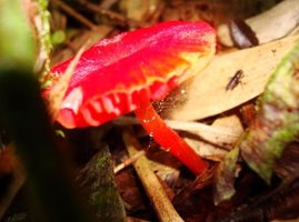vermelho02.jpg