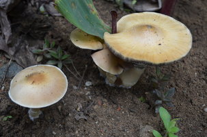 DSC_0213.JPG