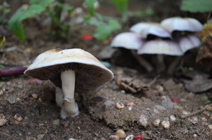 DSC_0214.JPG