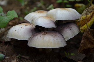 DSC_0220.JPG