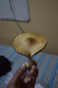 DSC_0235.JPG
