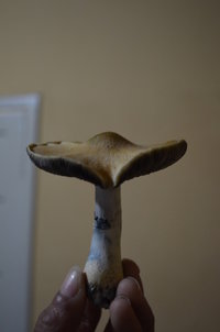 DSC_0234.JPG