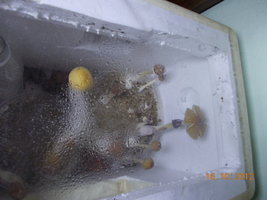 DSCN0783.JPG