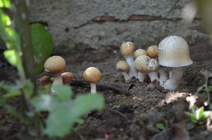 DSC_0242.JPG