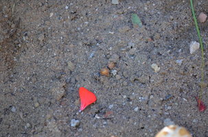DSC_0246.JPG