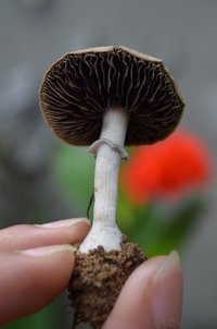 DSC_0249.JPG